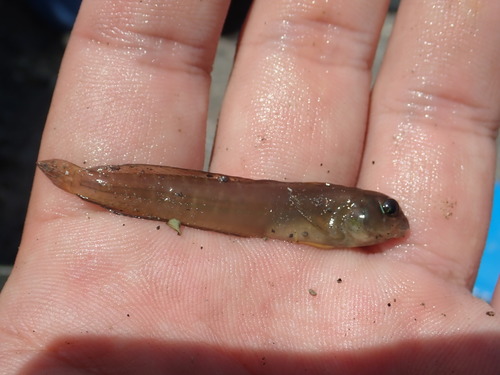 Gossamer blenny (Omobranchus ferox) — Blenniidae — 3