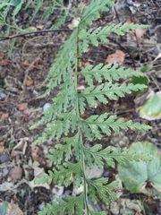Dennstaedtia wilfordii