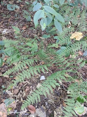 Dennstaedtia wilfordii