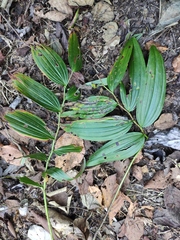 Polygonatum cyrtonema