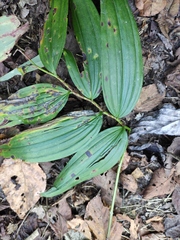 Polygonatum cyrtonema