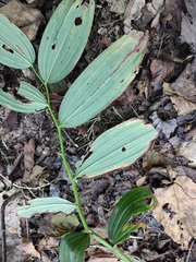 Polygonatum cyrtonema
