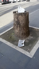 Platanus × hispanica