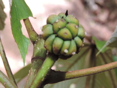 Myrianthus