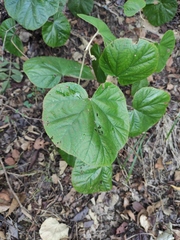 Rubus pacificus