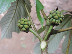Myrianthus