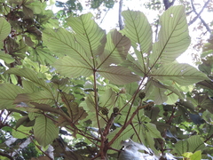 Myrianthus