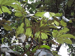Myrianthus
