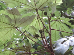 Myrianthus
