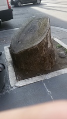 Platanus × hispanica