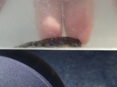 Cryptocentrus yatsui