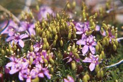 Silene acaulis exscapa