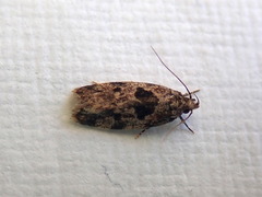 Barea melanodelta