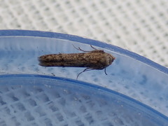 Blastobasis tanyptera