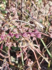 Bupleurum tenuissimum