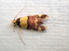 Callithauma callianthes