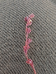 Bupleurum tenuissimum