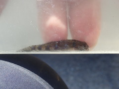 Acentrogobius viganensis