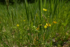 Alopecurus myosuroides