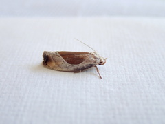 Hoplomorpha notatana