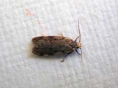 Hoplostega ochroma