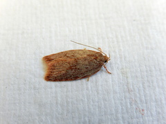 Oligoloba severa