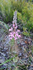 Stylidium brunonianum