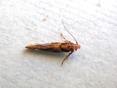 Pyroderces falcatella