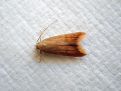 Tachystola acroxantha