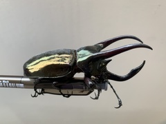 Chalcosoma atlas keyboh