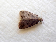 Tolpiodes oligolasia