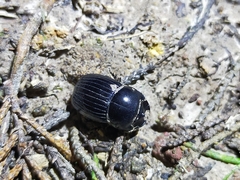 Copris incertus