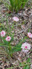 Pimelea rosea