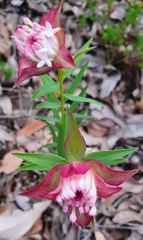 Pimelea rosea