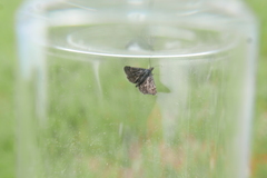 Heliothela wulfeniana
