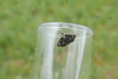 Heliothela wulfeniana