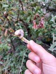 Baizongia pistaciae