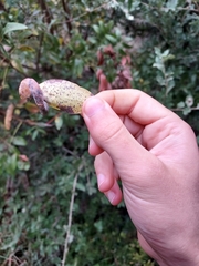 Baizongia pistaciae