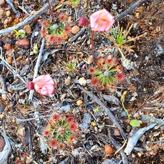 Drosera hyperostigma
