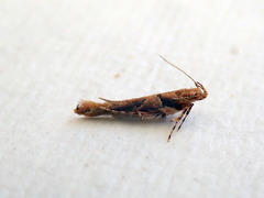 Pyroderces falcatella