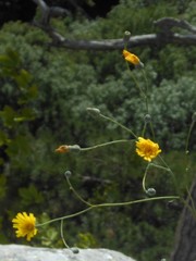 Hieracium glaucum