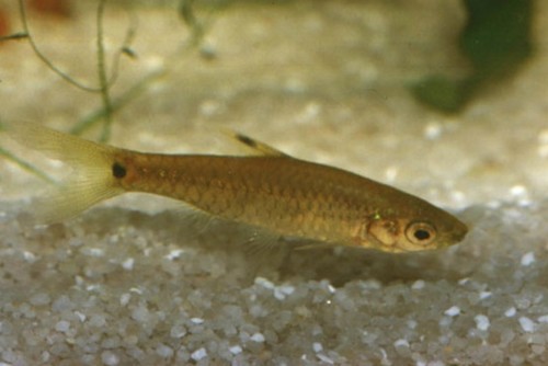 Sierra Leone-barbeel (Enteromius leonensis) — Cyprinidae