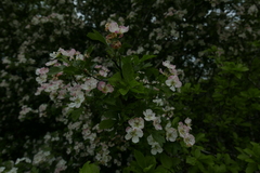 Crataegus macrocarpa