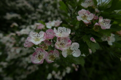 Crataegus macrocarpa