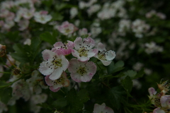 Crataegus macrocarpa
