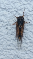 Yoyetta landsboroughi