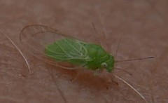 Cacopsylla peregrina