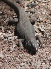 Gallotia caesaris gomerae
