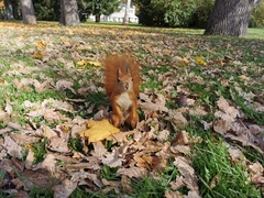 Sciurus vulgaris