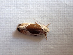 Hoplomorpha notatana